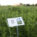 Sign in the Dordt University tall grass prairie showing White Wild Indigo