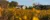 A view of Dordt's Campus Center across the prairie in bloom