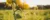 A picture of the sun shining through yellow flowers