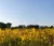 A picture of yellow prairie flowers