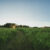 Dordt prairie field