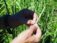 A picture of a person's hands splitting apart some prairie grass