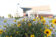 A picture of a bush of yellow flowers with Dordt's campus center in the background.